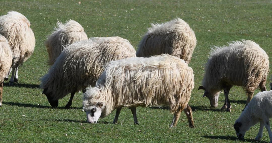 Slika uz članak: Tokom izborne kampanje raspisan javni poziv za podjelu 1.500 ovaca