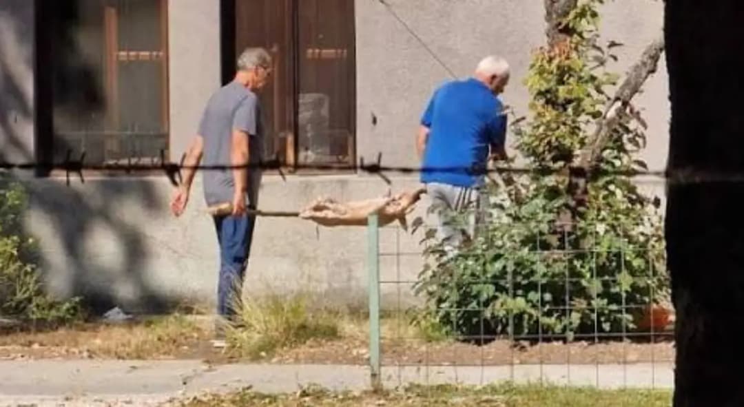 Slika uz članak: Slučaj praseta na ražnju u dvorištu Zemaljskog muzeja: Ko je porodica koja im pravi probleme?
