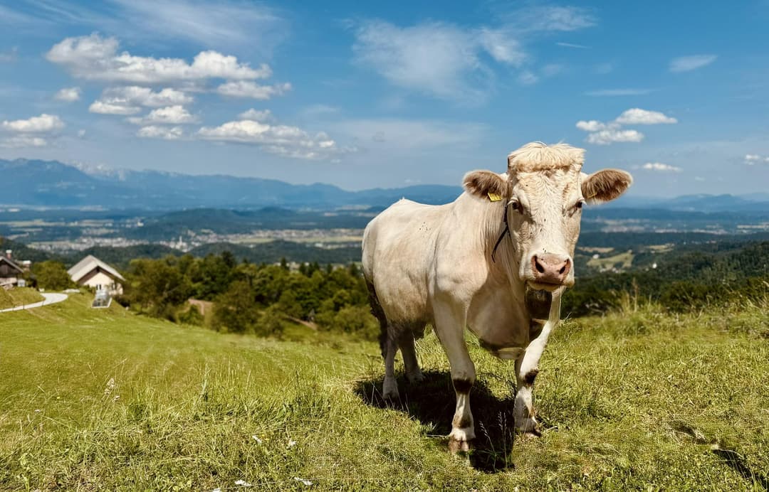 Slika uz članak: Krave se vračajo v dolino, Bohinj pa praznuje: čas je za kravji bal