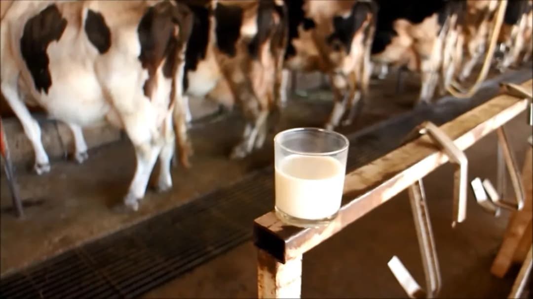 Slika uz članak: Farme se gase, proizvodnja pada: Mljekari sve bliže odluci o blokadi granica