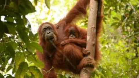 Slika uz članak: Odrastanje orangutana - kako majka kaže