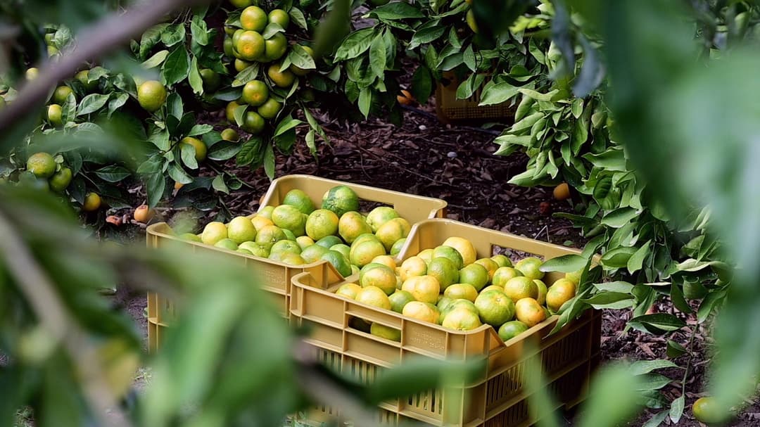 Slika uz članak: Ako je kisela nije naša! Kreće berba mandarina - evo što napraviti kada takve kupite