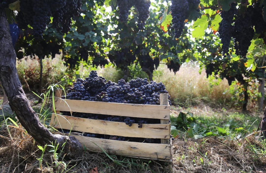 Slika uz članak: Evo kako nas varaju! Na papiru jedno, u podrumu drugo - tajna uvoznog grožđa trese jug Dalmacije, vinogradi na udaru