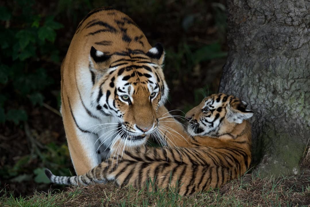 Slika uz članak: Tigar Altai ubio posjetitelja koji mu se popeo na nastabu: ‘Tresao ga je kao krpnu lutku, a on je vikao - Ne, ne, stani!‘