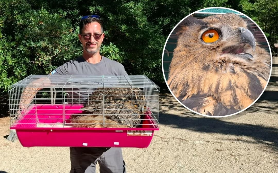 Slika uz članak: Noćna drama sa sretnim završetkom: na Braču spašena ozlijeđena sova, dovedena je u Šibenik na oporavak