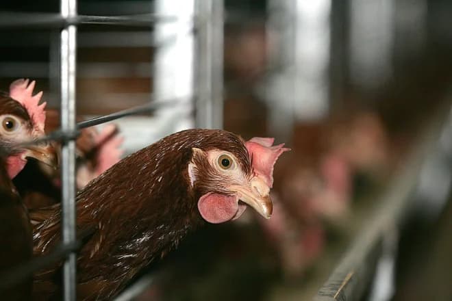 Slika uz članak: Pri pomoči rejcem za odpravo kletk se zgovarjajo na proračun