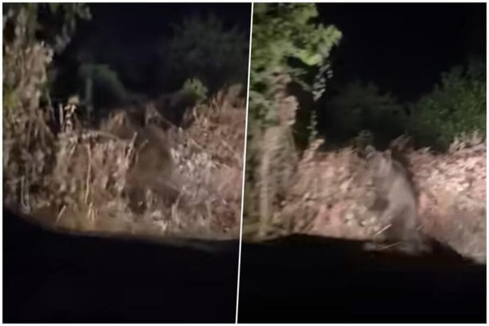 Slika uz članak: (VIDEO) VOZAČI ZATEČENI PRIZOROM Medvjed usred noći izašao na put kod Zlatibora