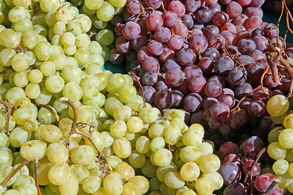 Slika uz članak: DA LI ZDRAVIJE CRNO ILI BELO GROŽĐE? Jedna vrsta je mnogo bolja, ne mogu da se porede, čisto ZDRAVLJE!