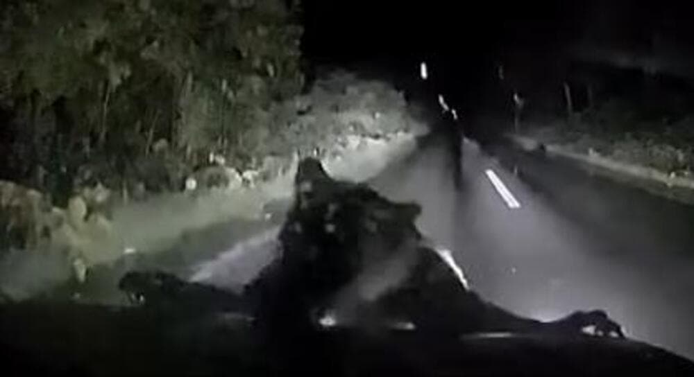 Slika uz članak: (VIDEO) UZNEMIRUJUĆE! MEDVED USNIMLJEN USRED NASELJA U VRANJU: Jurio ga automobil, on IZBEZUMLJENO BEŽAO PO MRAKU!
