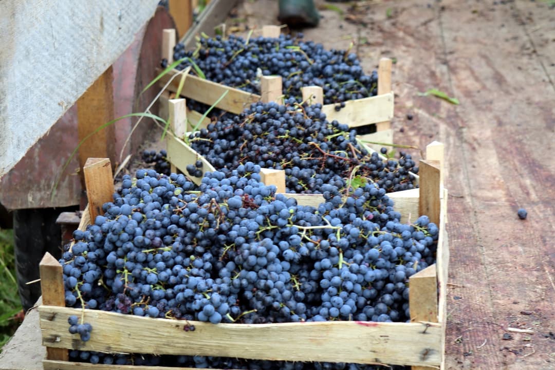 Slika uz članak: Kao nekad: Običaj koji izumire viđen u Dečanskim vinogradima, učestvovali i monasi i monahinje