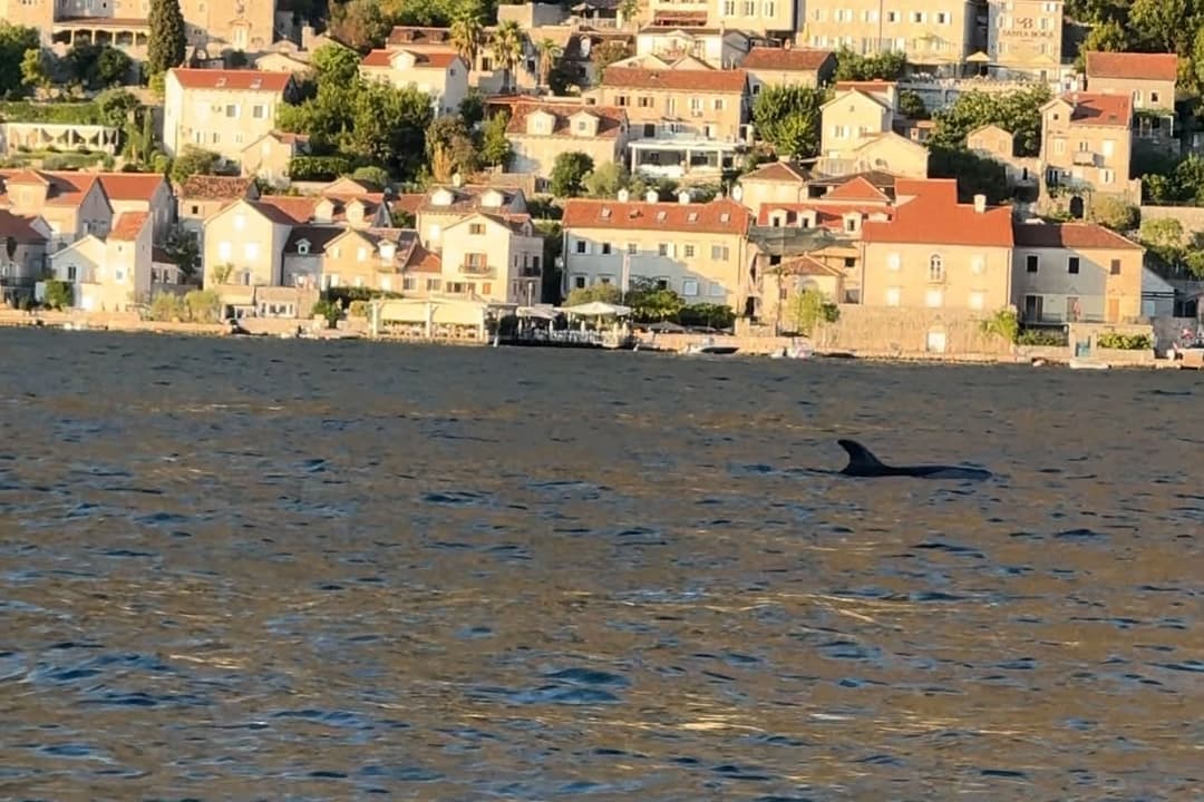 Slika uz članak: Pojavili se i oduševili sve: Delfini snimljeni u Boki Kotorskoj, prelepa slika stiže sa Jadrana